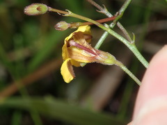 Goodenia paniculata