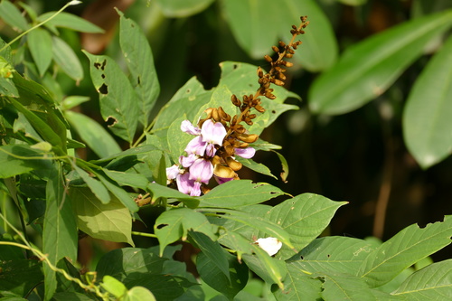Millettia zechiana