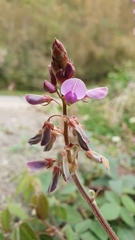 Grona heterocarpos