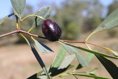 Santalum lanceolatum