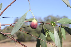 Santalum lanceolatum