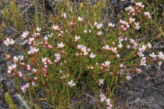 Boronia elisabethiae