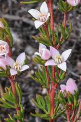 Boronia elisabethiae