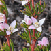 Boronia elisabethiae - Photo (c) timrudman, some rights reserved (CC BY-NC), uploaded by timrudman