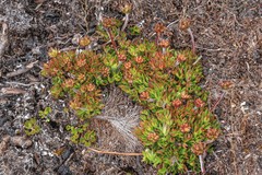 Actinotus moorei