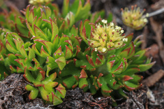 Actinotus moorei