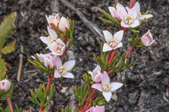 Boronia elisabethiae