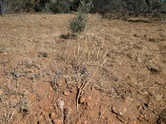 Cleome viscosa