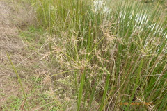 Cyperus articulatus