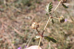 Tribulus micrococcus