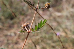 Tribulus micrococcus