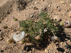 Ixiochlamys cuneifolia