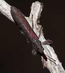 Rhinotia filiformis