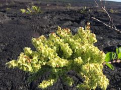Rumex skottsbergii