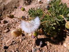 Ixiochlamys cuneifolia