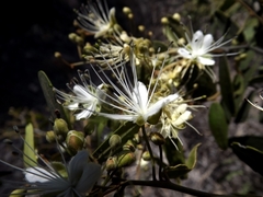 Capparis lasiantha