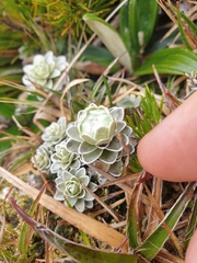 Leucogenes leontopodium