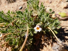 Ixiochlamys cuneifolia