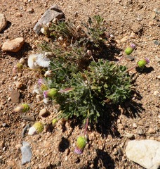 Ixiochlamys cuneifolia