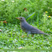 Tickell's Thrush - Photo (c) Imran Shah, some rights reserved (CC BY-SA)