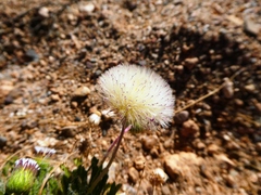 Ixiochlamys cuneifolia