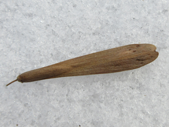 Fraxinus chinensis
