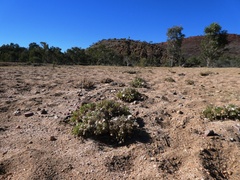 Ixiochlamys cuneifolia