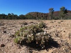 Ixiochlamys cuneifolia