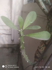 Euphorbia neriifolia