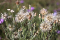 Vittadinia pterochaeta