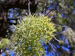 Hakea divaricata
