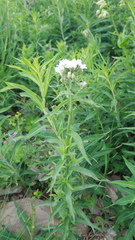 Achillea biserrata