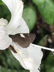 Notocrypta waigensis
