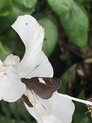 Notocrypta waigensis