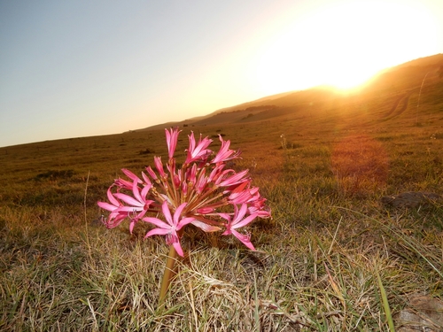 Brunsvigia gregaria