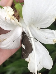 Notocrypta waigensis