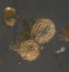 Favulina squamosa