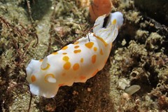 Goniobranchus tasmaniensis