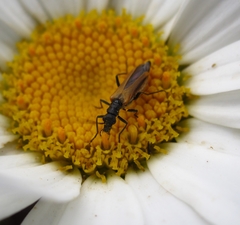 Oedemera flavipennis