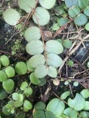 Metrosideros carminea