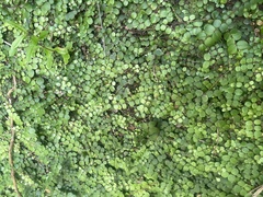 Metrosideros carminea