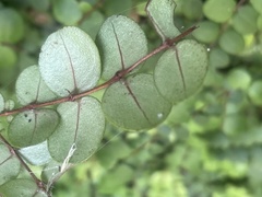 Metrosideros carminea