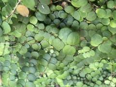 Metrosideros carminea