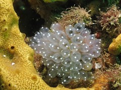 Clavelina pseudobaudinensis