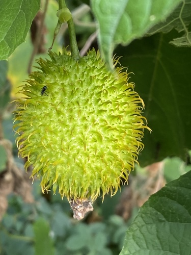 Momordica foetida