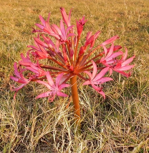 Image of Brunsvigia gregaria by (c) Henry de Lange, some rights reserved (CC BY)