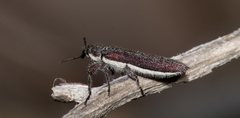 Rhinotia filiformis