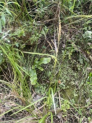 Poa anceps