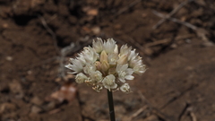 Allium amplectens