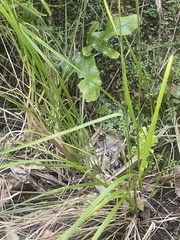 Poa anceps